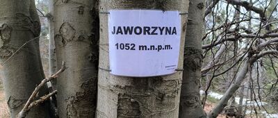Jaworzyna
