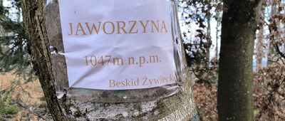 Jaworzyna