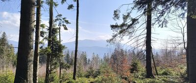 Beskid Korbielowski ↔ Przełęcz pod Beskidem Krzyżowskim