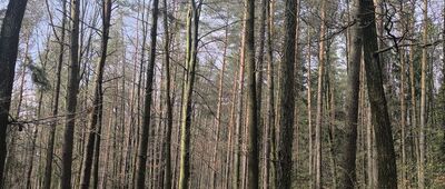 Tumlin-Podgród ↔ Grodowa