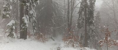 Pod Trzema Kopcami ↔ Brenna, leśniczówka