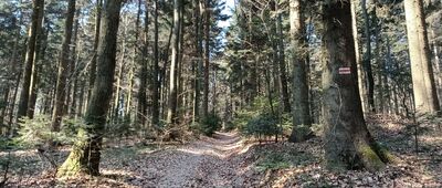 Wesołówka ↔ Gołoszyce