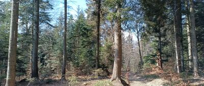 Przełęcz Karczmarka ↔ Wesołówka