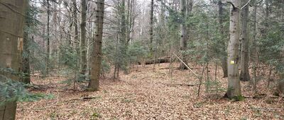 Rezerwat Kamień nad Jaśliskami