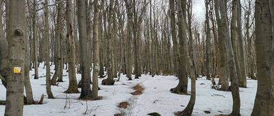Rezerwat Kamień nad Jaśliskami ↔ Odejście na Kamień