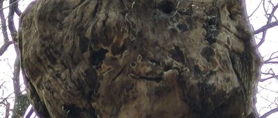 Szczecin, ul. Kolorowych Domów ↔ Pod Chojną