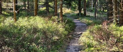 Lipowa, Ostre ↔ Magurka Radziechowska