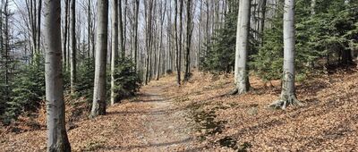 Rozejście szlaków ↔ Pod Śliwnikiem [Las pod Uklejną]