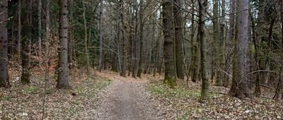 Pod Witoszem ↔ Lubiechów, ul. Lisia