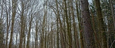 Pod Witoszem ↔ Lubiechów, ul. Lisia