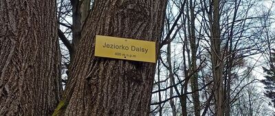 Jeziorko Daisy