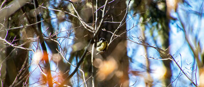 Chobot ↔ Przełęcz pod Magurką Ponikiewską