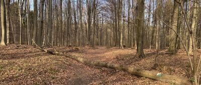 Wąwóz Burowski ↔ Odejście szlaku spacerowego