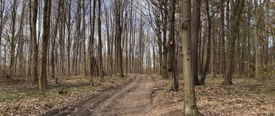 Las Zabierzowski, łącznikowy szlak czarny