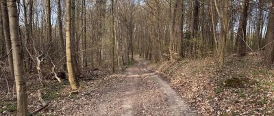 Las Zabierzowski, łącznikowy szlak czarny ↔ Zabierzów, ul. Podleśna