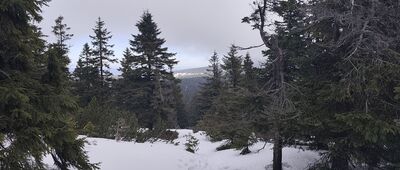 Rozejście szlaków ↔ Pod Małym Śnieżnikiem