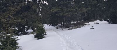 Pod Małym Śnieżnikiem