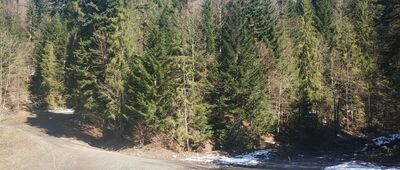 Złatna Huta ↔ Las Złotnice, Bystra [Roztopy w drodze na Rysiankę]