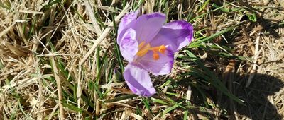 Hala Rysianka [Krokus na Hali Rysiance]