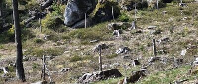 Božanovský Špičák, rozc. ↔ Machovský kříž
