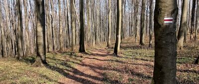 Liszna, rozejście szlaków ↔ Pod Słonnym Wierchem