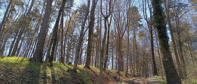 Odejście na platformę widokową ↔ Rezerwat Białowodzka Góra nad Dunajcem