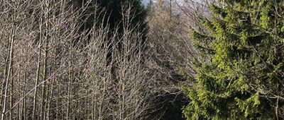 Karpacz, Wilcza Poręba, ul. Sarnia ↔ Droga Urszuli