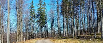 Pod Jagodnikiem ↔ Przy Czereśni