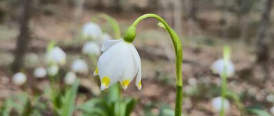 Dolina Terebowca ↔ Szeroki Wierch