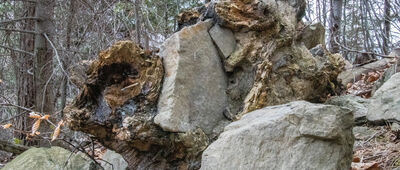 Wiśniowa, rozejście szlaków ↔ Ciecień