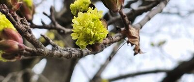 Pod Równicą ↔ Brenna, ośrodek zdrowia [Pan Klon wita wiosnę.]