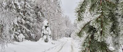 Polana Kamienica ↔ Pod Szyndzielnią [30.03.2026]