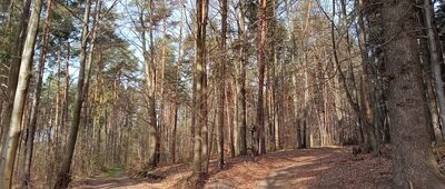 Trzcianka, droga do gajówki