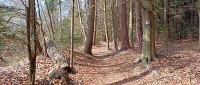 Podlesie, granica parku narodowego ↔ Huta Szklana, granica parku narodowego