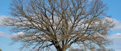 Popowo Kościelne ↔ Barcice