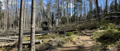 Skalne Grzyby, skrzyżowanie przy Borowiku ↔ Odejście do skały Grzyby Bliźniaki