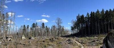 Odejście do skały Żółw ↔ Skalne Grzyby, skrzyżowanie szlaków niebieski, żółty