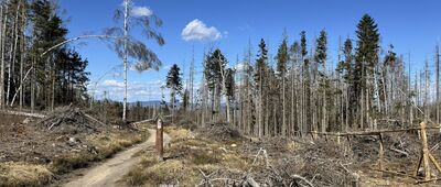 Skalne Grzyby, Dwa Borowiki