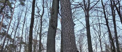 Obrzycko, ul. Stanisława Staszica ↔ Kobylniki