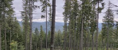 Odejście ścieżki edukacyjnej ↔ Kolista Polana