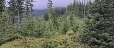 Odejście ścieżki edukacyjnej ↔ Kolista Polana