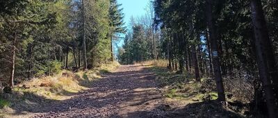 Pod Dzikowcem ↔ Dzikowiec Wielki