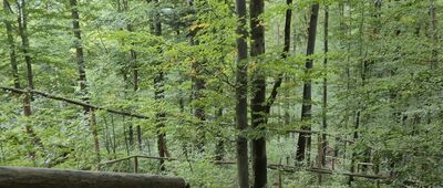 Sulowa Cyrhla ↔ Kolista Polana