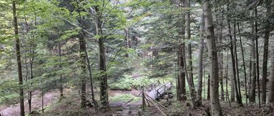 Rozejście szlaków ↔ Las Ryzowane