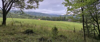 Rozejście szlaków ↔ Las Ryzowane