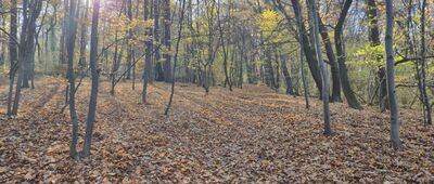 Las Wolski, rozejście szlaków niebieski / czarny ↔ Las Wolski, Baba Jaga
