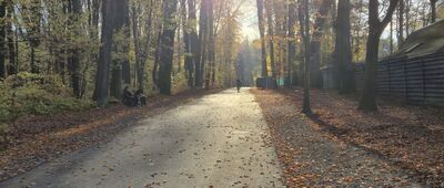 Las Wolski, Polana Lea ↔ Las Wolski, aleja Żubrowa