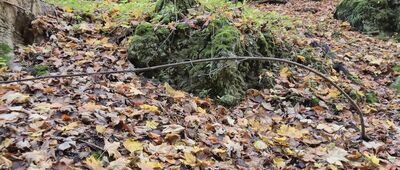 Las Wolski, Panieńskie Skały