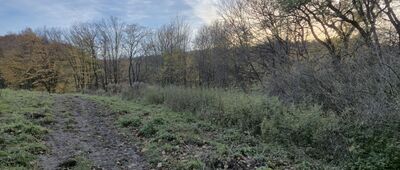 Las Wolski, aleja Panieńskich Skał ↔ Las Wolski, Baba Jaga