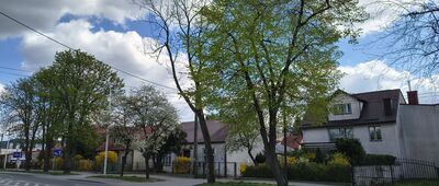Tarnobrzeg, pomnik Stanisława Pawłowskiego ↔ Tarnobrzeg, ul. 11 Listopada